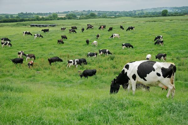 Dairy farm families feel betrayed by Minister McConologue and this Government following the decision on the Nitrates derogation, according to farming organisations. Dairy farm families feel betrayed by Minister McConologue and this Government following the decision on the Nitrates derogation, according to farming organisations.