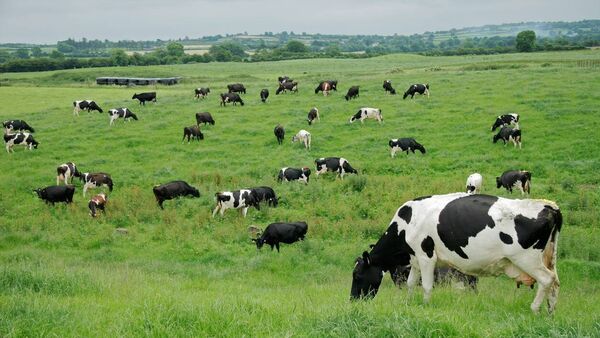 Dairy farmers feel ‘betrayed’ by nitrates decision