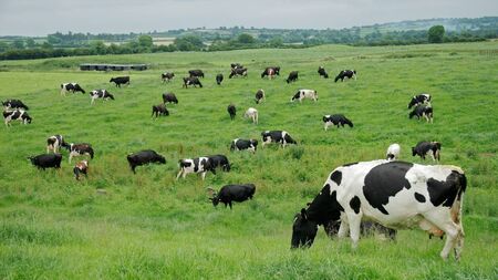 Dairy farmers feel ‘betrayed’ by nitrates decision