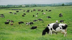 Dairy farmers feel ‘betrayed’ by nitrates decision Dairy farmers feel ‘betrayed’ by nitrates decision