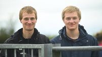 Local Notes: Frank the Hereford, Elphin mural and Irish language classes