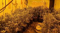 Two jailed after discovery of cannabis growhouse in Ballinlough