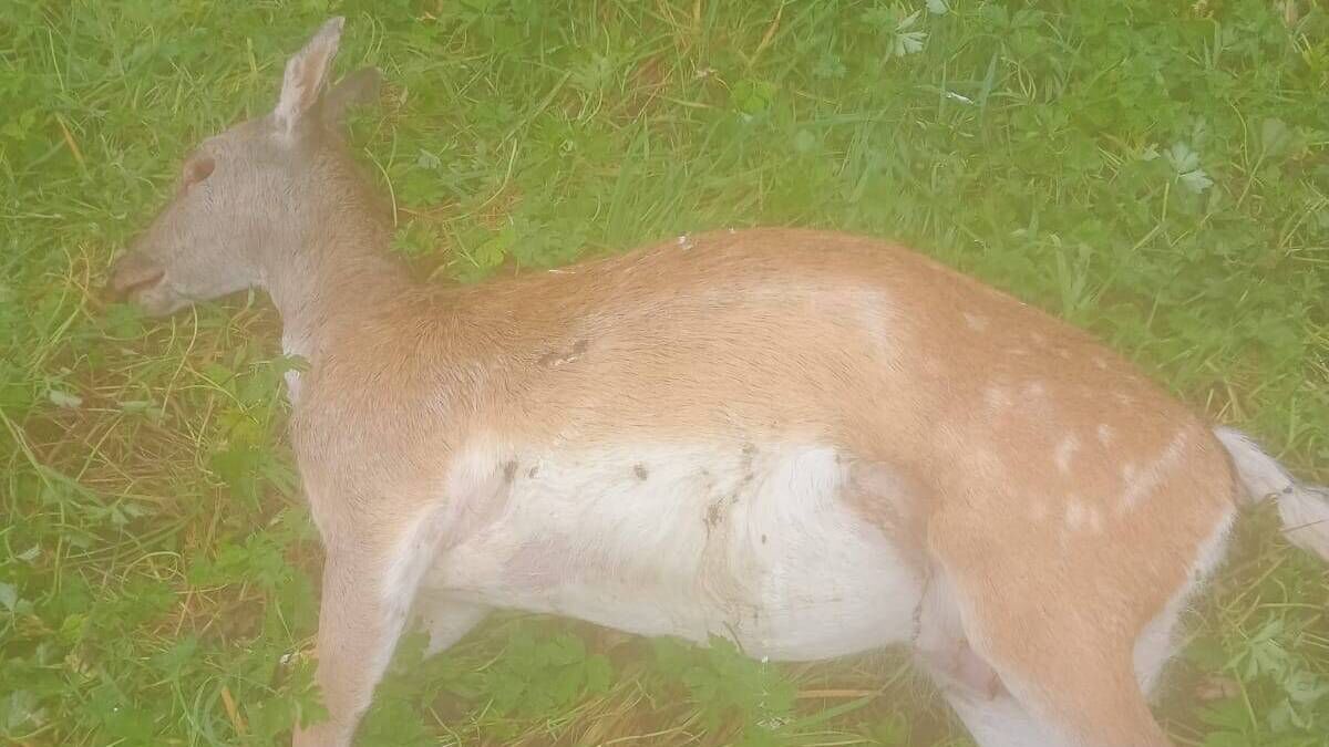 Outrage after deer shot in Croghan area