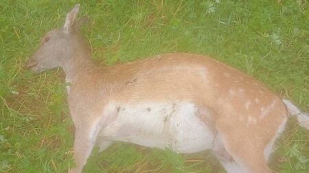 Outrage after deer shot in Croghan area