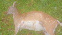 Outrage after deer shot in Croghan area