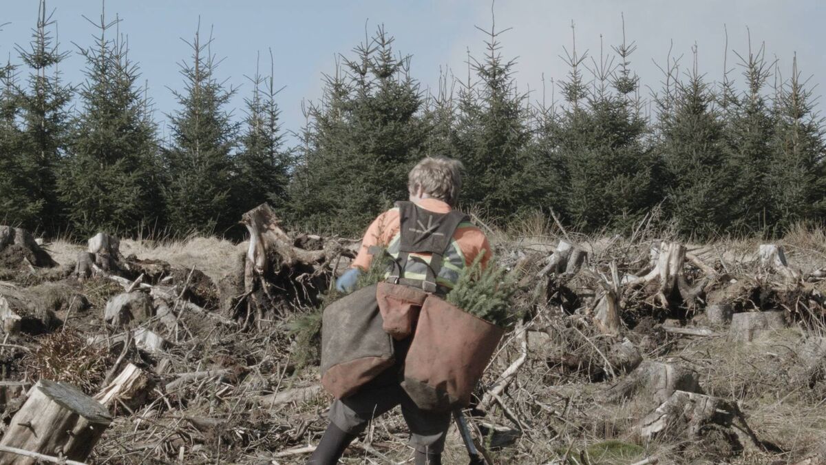 ‘Sketches for an Artificial Forest’ exhibition opens at Roscommon Arts Centre