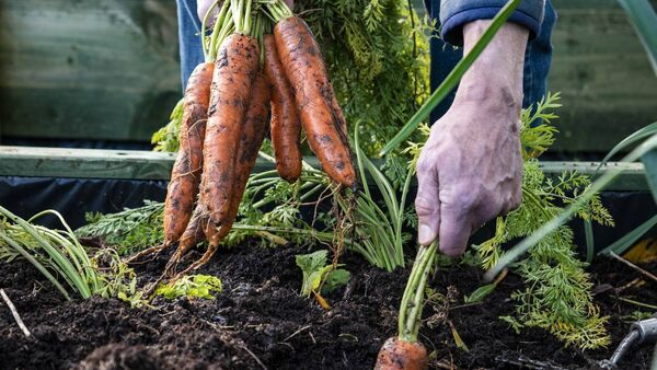Community allotments project for Ballyleague