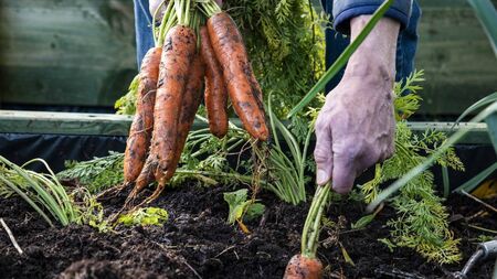 Community allotments project for Ballyleague