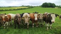 Newford herd will continue in Roscommon 