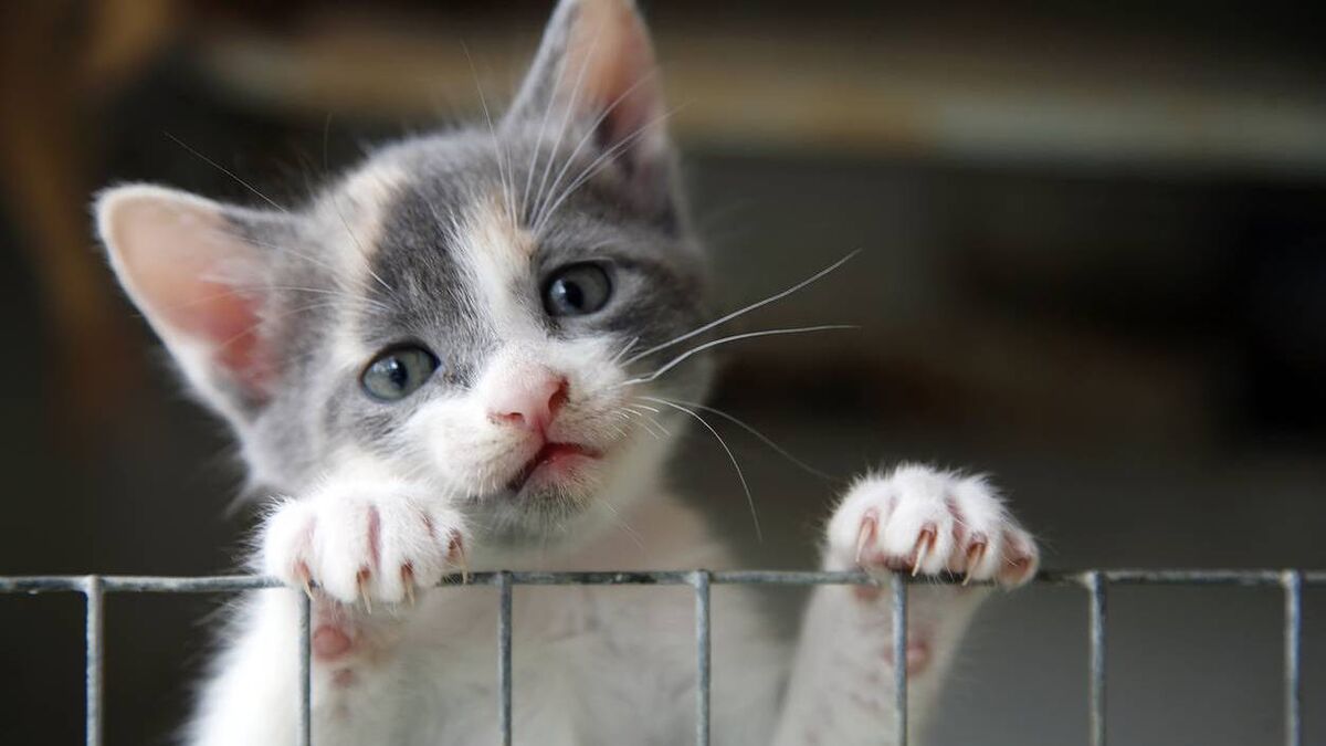 Funding for local animal welfare groups