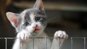 Funding for local animal welfare groups Funding for local animal welfare groups