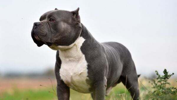 Dog attacks on the rise as over 3,000 hospitalised in 10 years, new study shows