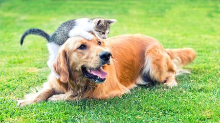 Huge increase in number of pets rehomed in County Roscommon