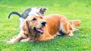 Huge increase in number of pets rehomed in County Roscommon