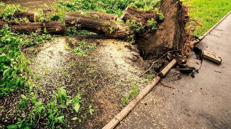 Trees causing damage to footpaths 