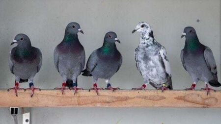 Thousands of baby birds secure pre-Christmas reprieve from being culled