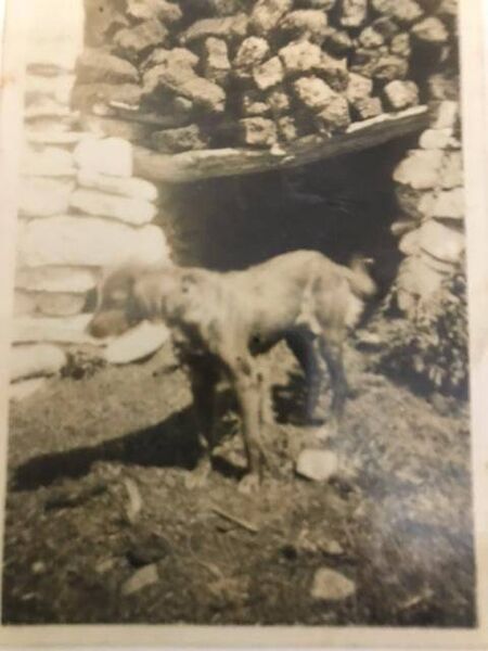 Sandy, the Red Setter who brought so much joy.