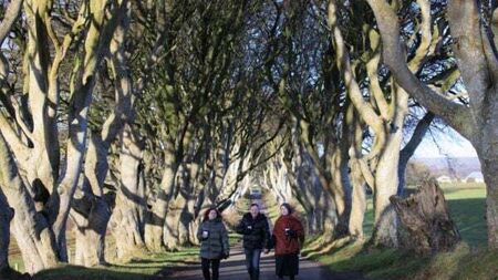 Trees made famous by Game Of Thrones ‘could disappear within 15 years’