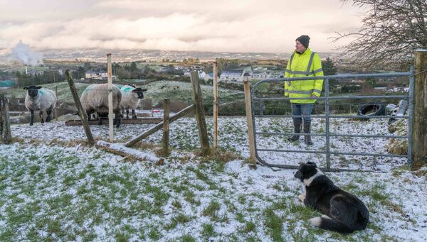 January 2023: John McGreevy feeds his year-old lambs on his land above Arigna village while his dog, Fly, keeps a close eye on proceedings. Pic. Gerry Faughnan January 2023: John McGreevy feeds his year-old lambs on his land above Arigna village while his dog, Fly, keeps a close eye on proceedings. Pic. Gerry Faughnan