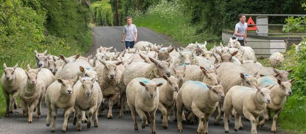 May 2023: Conor and Owen Moffatt helping their dad, Declan Moffatt, to move their flock at Woodbrook, County Roscommon. Pic. Gerry Faughnan May 2023: Conor and Owen Moffatt helping their dad, Declan Moffatt, to move their flock at Woodbrook, County Roscommon. Pic. Gerry Faughnan