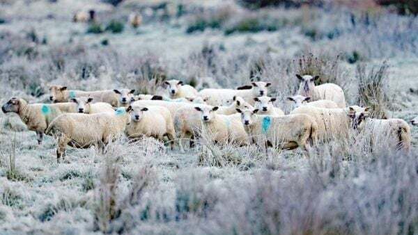 Frost and ice on the way as cold weather advisory issued