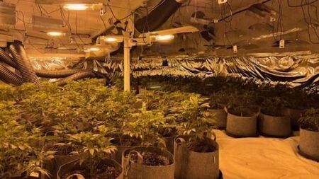 Man charged after cannabis plants with street value of €230,000 seized