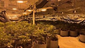 Man charged after cannabis plants with street value of €230,000 seized Man charged after cannabis plants with street value of €230,000 seized