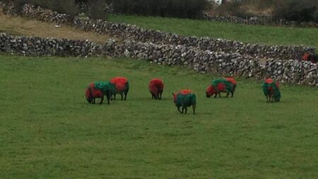 Even the sheep are togged out for St. Brigid’s All-Ireland appearance