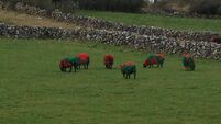 Even the sheep are togged out for St. Brigid’s All-Ireland appearance 