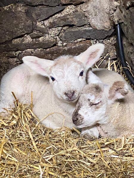 Biscuits with his twin brother Custard Cream born on New Year’s Eve. 