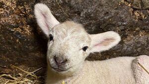‘Biscuits’ and friends creating plenty of fun on County Roscommon family farm