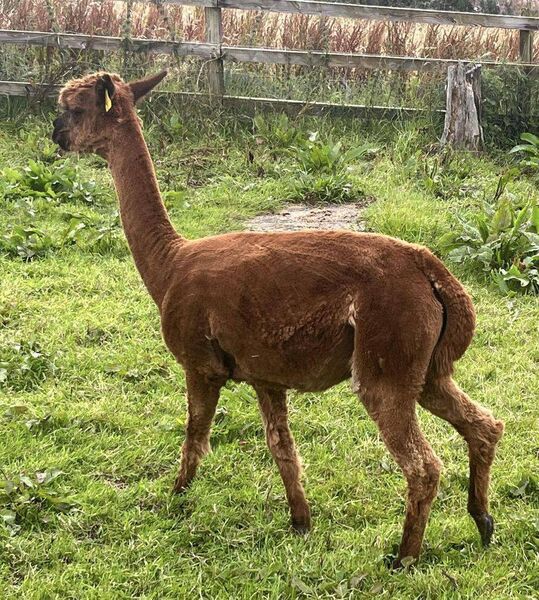 The brown Alpaca, Effenia, which has gone missing in West Roscommon.