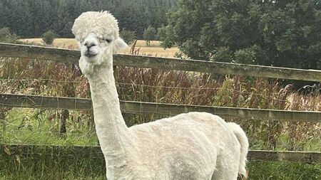 Pair of Alpacas missing in County Roscommon