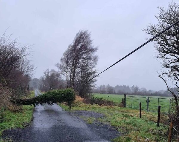 A fallen tree in the Kilmurray area.
