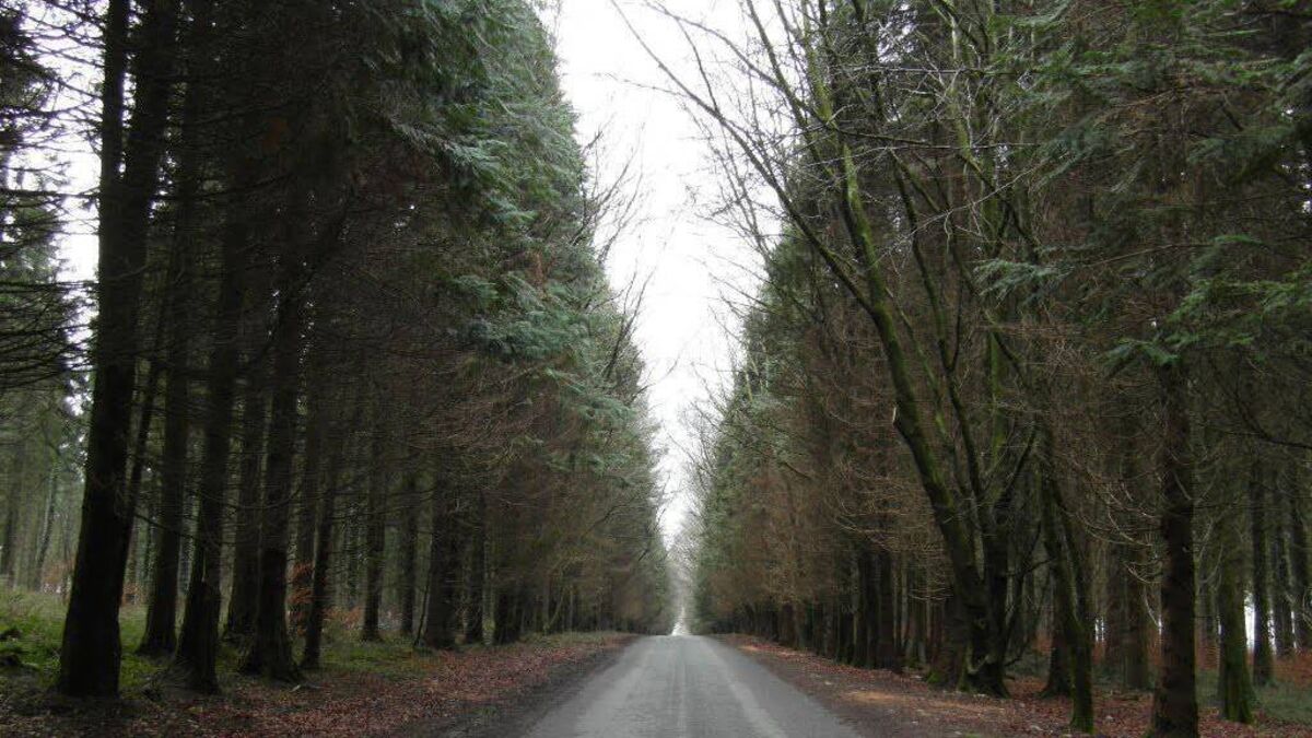 Tenders sought for new sensory trail in County Roscommon