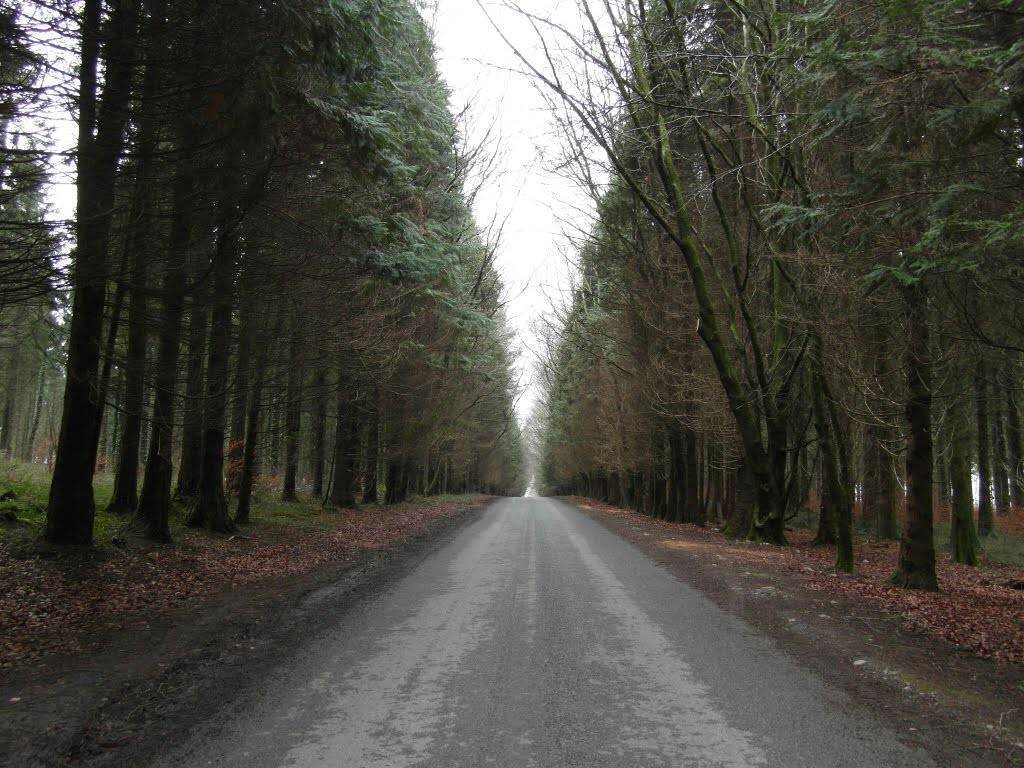 Tenders sought for new sensory trail in County Roscommon - News - Vimarsana News