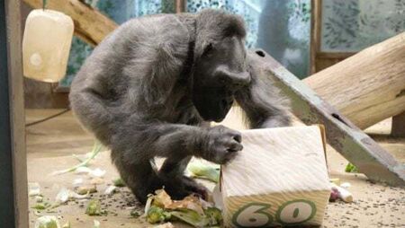 Delilah, one of oldest gorillas in world, dies at Belfast Zoo