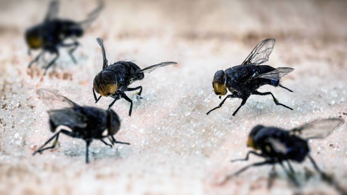 Flies causing problems for County Roscommon households