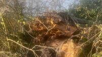 Dangerous trees highlighted by councillor 
