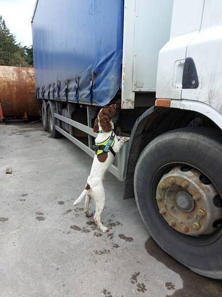 Detector dog Enzo, who assisted in the Athlone seizure. Detector dog Enzo, who assisted in the Athlone seizure.