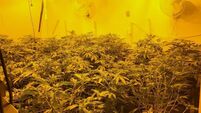 Cannabis grow house discovered in Creggs
