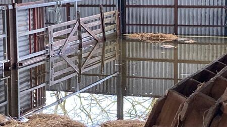 Roscommon farmer forced to sell pregnant ewes due to flooding