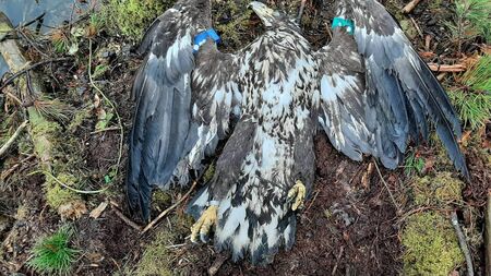 Killing of white-tailed eagle in County Roscommon deplored