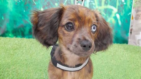 Roscommon’s top five dog names revealed