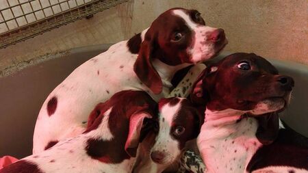 Puppies dumped locally found terrified and starving