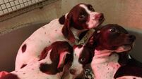 Puppies dumped locally found terrified and starving 