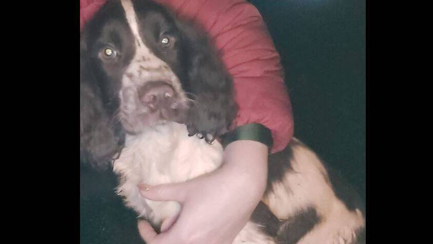 Appeal for assistance to find missing family pet - News - Vimarsana News