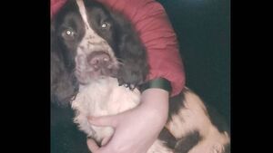 Appeal for assistance to find missing family pet