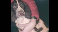 Appeal for assistance to find missing family pet