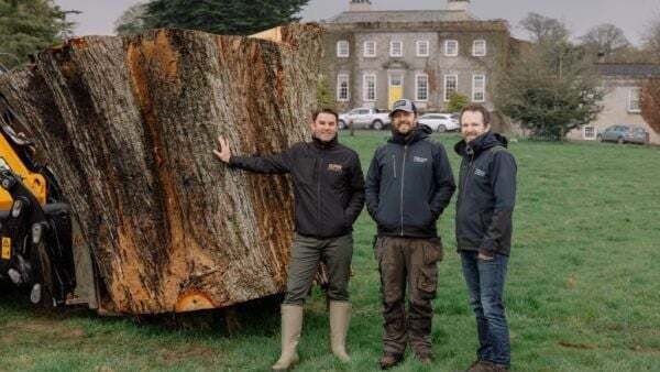 Ancient oak which fell in storm to live on as casks for revived whiskey brand